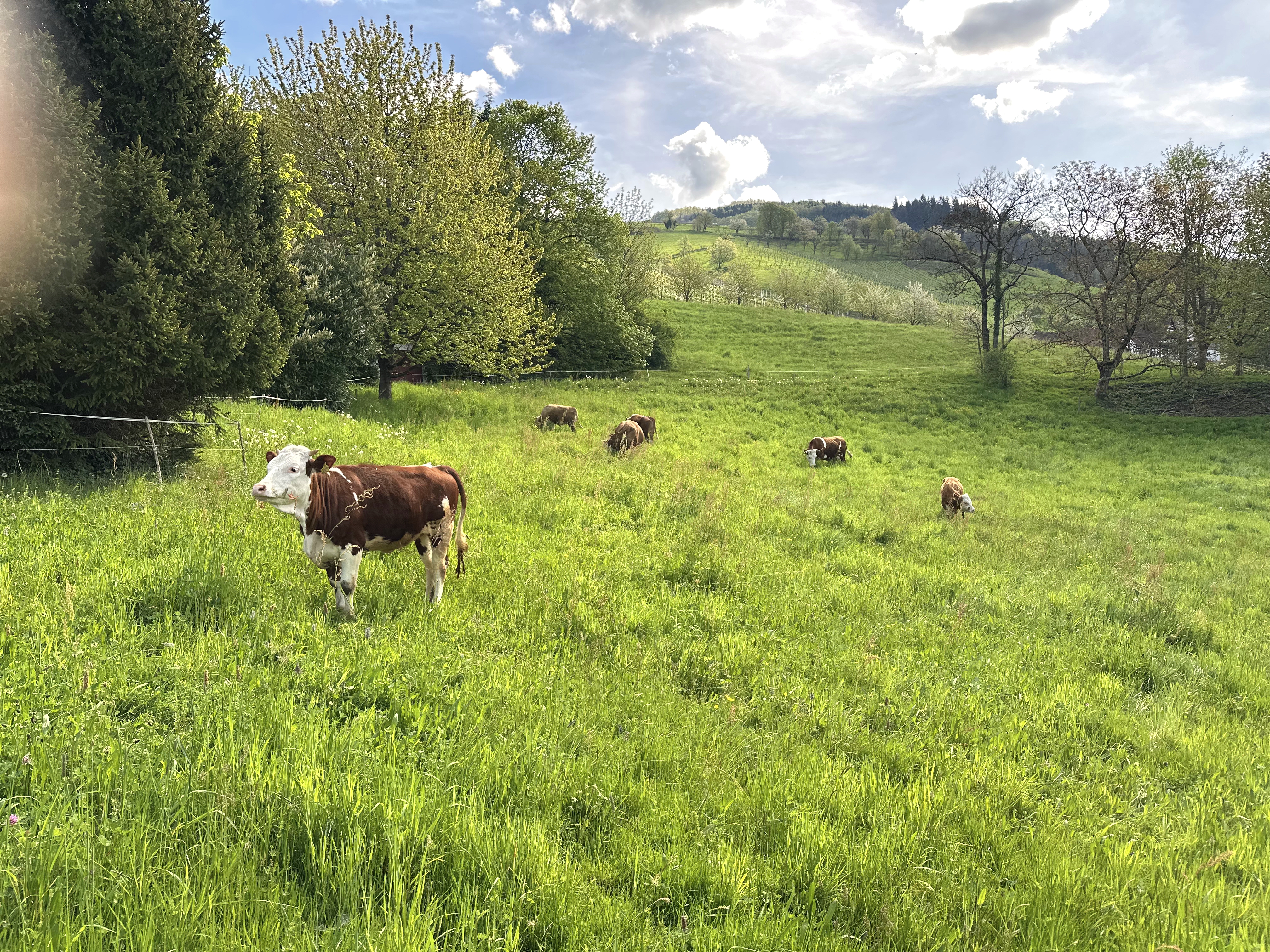 happycows